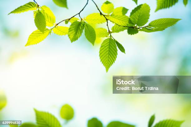 Spring Foliage Stock Photo - Download Image Now - Backgrounds, Leaf, Green Color