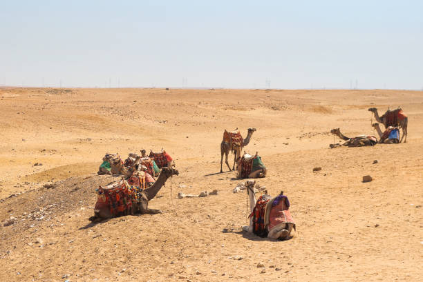 istock Camels in the Arabian desert. Giza, Egypt. 639995320