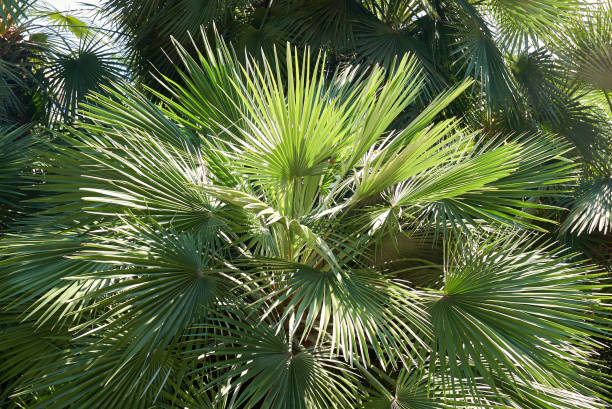 Palm tree Palm tree leaves fan palm tree photos stock pictures, royalty-free photos & images