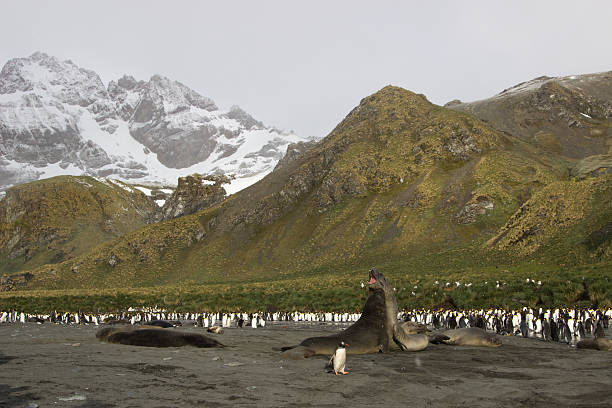 istock king penguin colony, Gold Harbour South Georgia 639995648