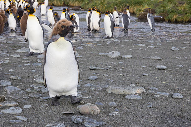 istock King penguin colony, South Georgia 639996224