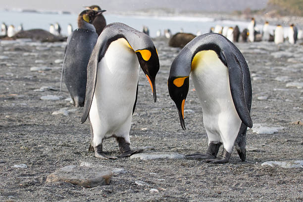 istock king penguin colony, Gold Harbour South Georgia 639997420