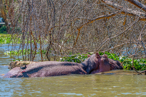 Hippo orHippopotamus amphibius is resting in the lake during the day