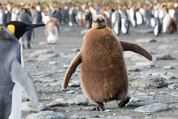 Cute king penguin chick