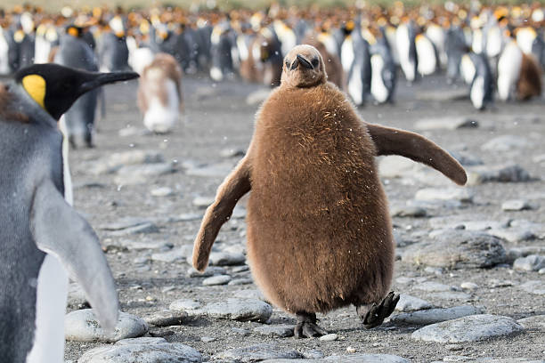 pintinho-rei fofo - pinguim de schlegel - fotografias e filmes do acervo