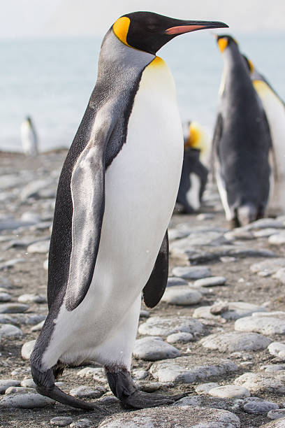 istock King penguin colony Gold Harbour, South Georgia 640000218