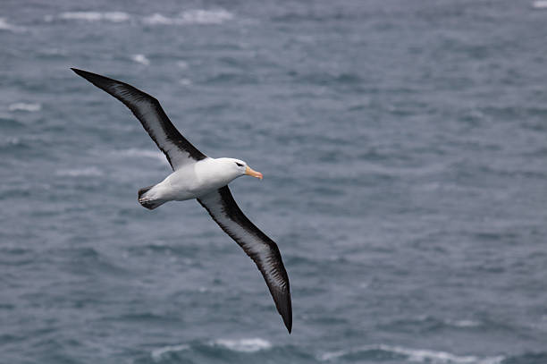 Flying black browed albatross Flying black-browed albatross albatross stock pictures, royalty-free photos & images