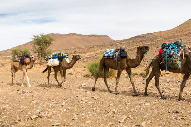 istock caravan of camels in the desert 640003430