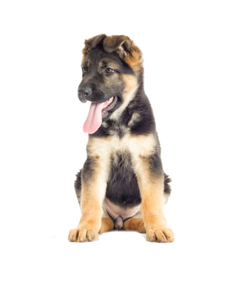 istock Shepherd puppy looking at the white background 640004318