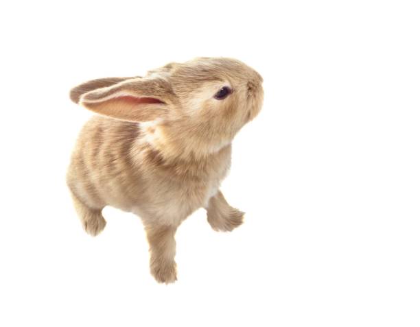 istock Baby Flemish Giant Rabbit Isolated on White Background 640007568