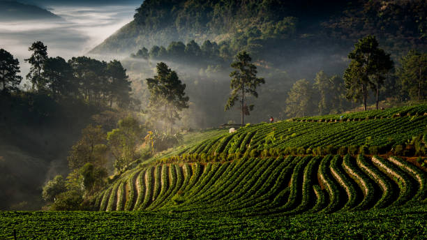 istock Strawberry Garden At Doi Ang Khang 640008718