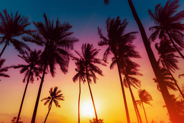 istock Silhouette coconut palm trees on beach at sunset. Vintage tone. 640010568