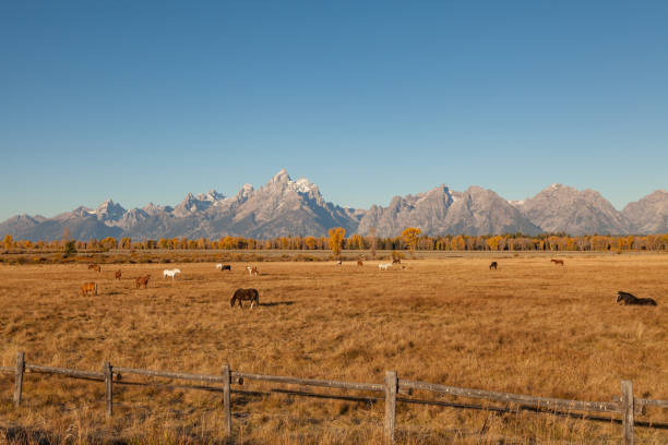 istock Tetons and horses in Fall 640011078