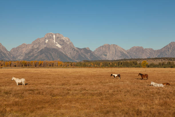 istock Tetons and horses in Fall 640011614