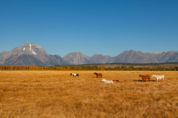 istock Horses and Tetons in Fall 640011936