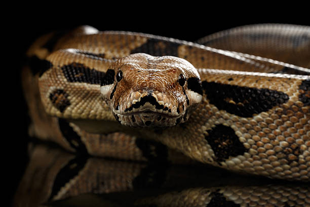 istock Boa constrictor imperator color, on isolated black background 640012312