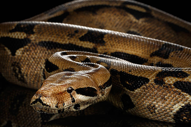 istock Boa constrictor imperator color, on isolated black background 640012434
