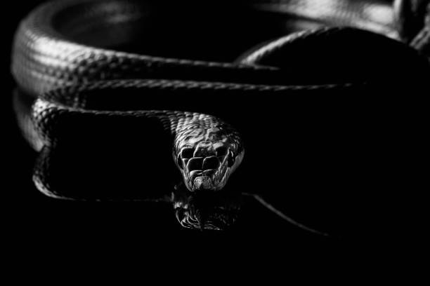 istock Green long nosed snake, Rhinoceros Ratsnake 640012620