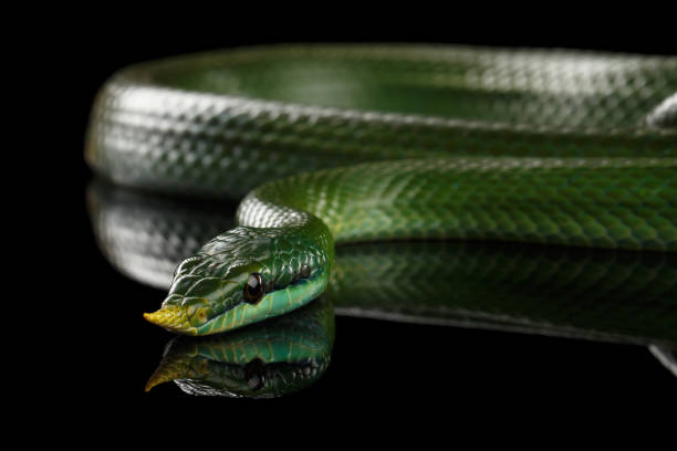 istock Green long nosed snake, Rhinoceros Ratsnake 640012652