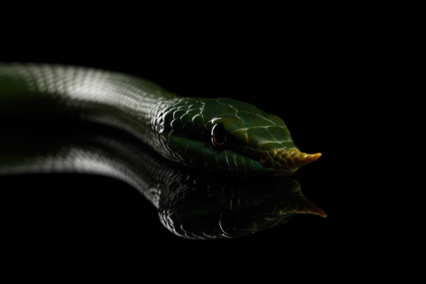 istock Green long nosed snake, Rhinoceros Ratsnake 640012732