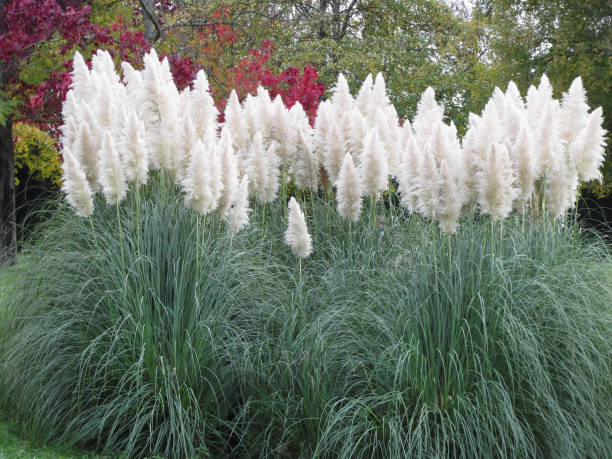 Cortaderia selloana known as pampas grass