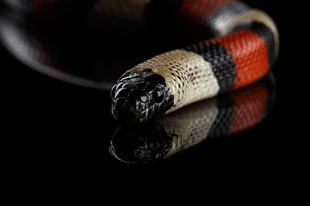 istock Campbell's milk snake, Lampropeltis triangulum campbelli, isolated on black 640012882