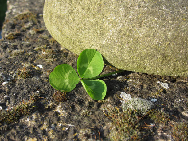 istock St. Patrick's Day background with clover by a river stone 640012896