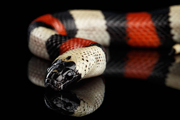 istock Campbell's milk snake, Lampropeltis triangulum campbelli, isolated on black 640012904