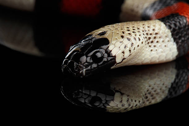 istock Campbell's milk snake, Lampropeltis triangulum campbelli, isolated on black 640012952