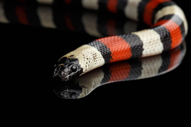 istock Campbell's milk snake, Lampropeltis triangulum campbelli, isolated on black 640012980