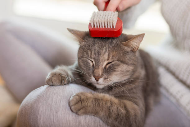 istock Woman brushing the cat 640013838