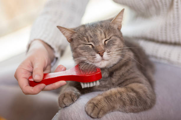 istock Woman combing pet cat 640013906