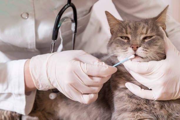 istock Vet taking a cat's swab 640014572