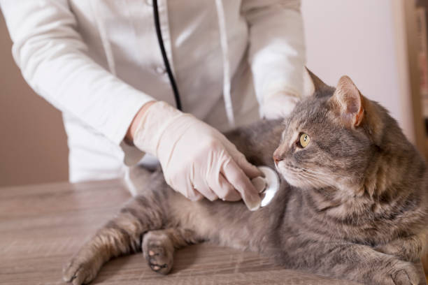 gato en la oficina del veterinario - vet domestic cat veterinary medicine stethoscope fotografías e imágenes de stock