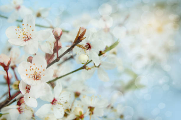 istock Apple blossom. Shallow depth of field 640017128