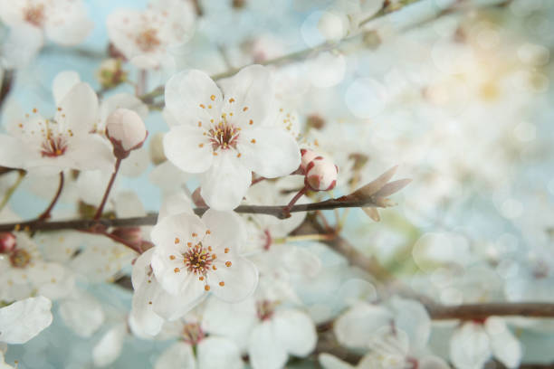 istock Apple blossom. Shallow depth of field 640017142