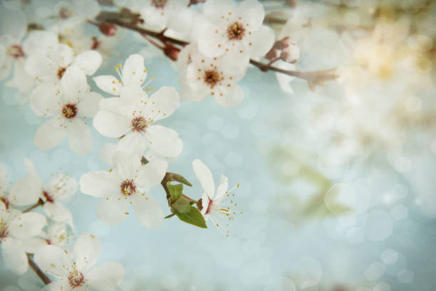 istock Apple blossom. Shallow depth of field 640017160