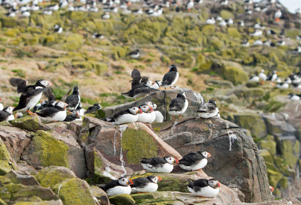 istock Flock of Puffins perched on the rugged cliffs on Farne Islands 640018326
