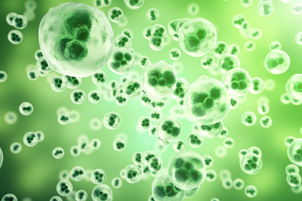 녹색 배경에 인간의 세포 또는 동물. 삶��과 생물학 - stem cell human cell animal cell science stock illustrations