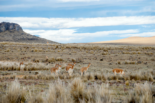 Vicugnas wild South American camelids in the high alpine areas of the Andes. Salinas y Aguada Blanca National Reserve - protected area located in the regions of Arequipa and Moquegua in Peru