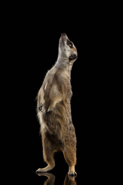 istock Meerkat isolated on black background 640020544