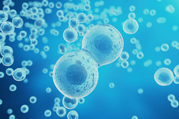 niebieskie tło komórki. życie i biologia, medycyna naukowa, badania molekularne - mitoza zdjęcia i obrazy z banku zdjęć