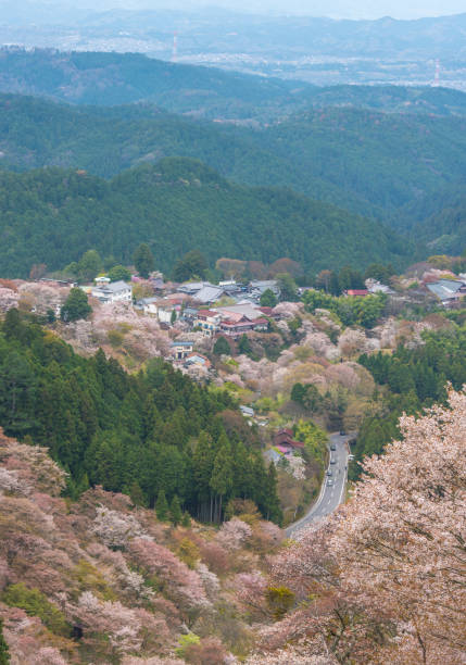 istock Cherry blossom on Yoshinoyama, Nara, Japan spring landscape. 640024638