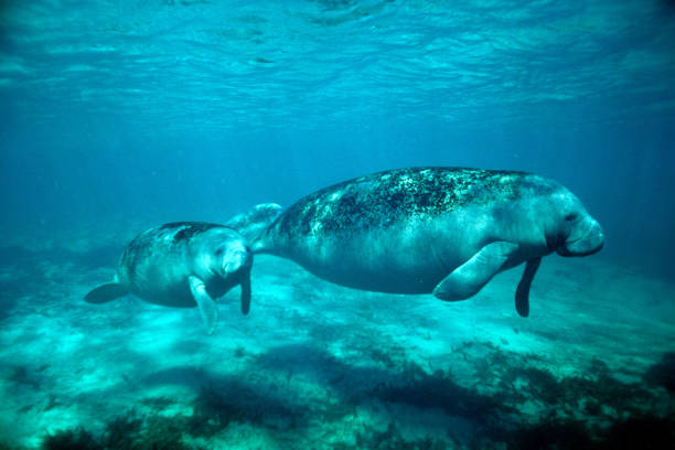 フロリダマナティー - manatee ストックフォトと画像