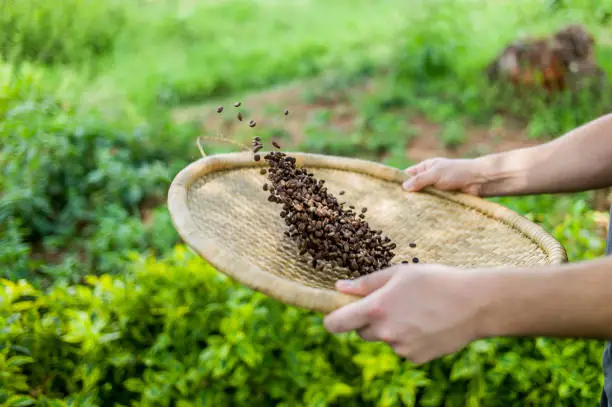 During the harvesting season of coffee in Rwanda, traditional methods are used to first roast the coffee and then cool it down quickly: here we see such method being employed by sifting the coffee using air to cool it. 