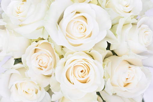 Perfect creme luxurious roses for wedding, Valentine's day. Top view