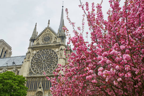 istock Notre-Dame de Paris with beautiful cherry blossom 640028350