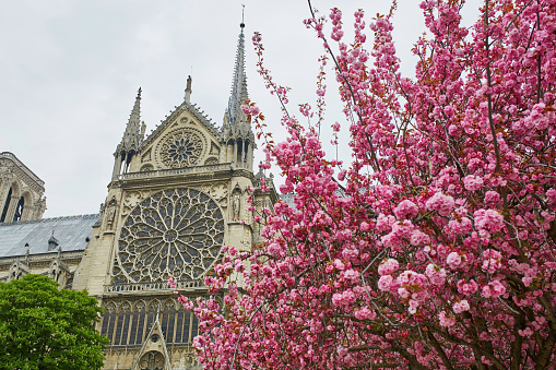 Cathedral Notre-Dame de Paris with beautiful cherry blossom trees in full bloom. Spring in France concept