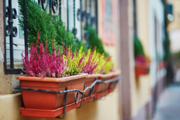 istock Building decorated with heather in flower pots 640028460