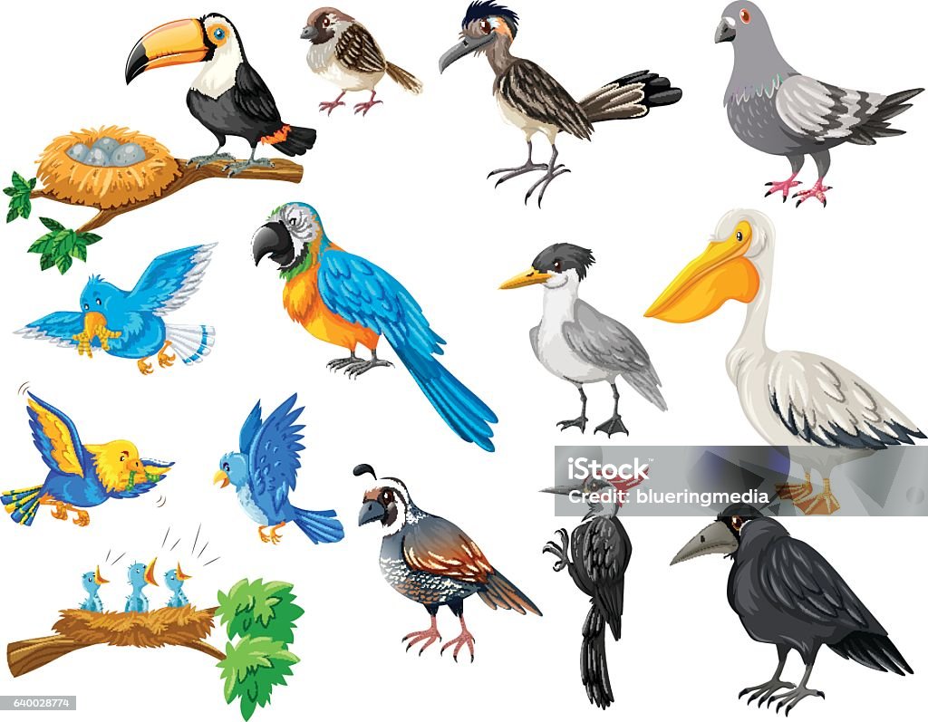 Different Kinds Of Birds Set Stock Illustration - Download Image ...